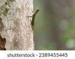 Small photo of Draco dussumieri, also known commonly as the Indian flying lizard, the southern flying lizard, and the Western Ghats flying lizard