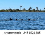 Three dolphins surfacing with a ...