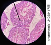 Small photo of Seminiferous Tubule in Testes Rattus norvegicus Under Microscope using Hematoxylin Eosin Stain (Male Reproduction)