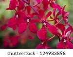 Bright Red Orchids From...