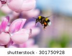 Bumblebee Flying And Pink...