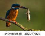 Kingfisher With Hanging Fish