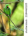A Bright Green Indian Ring Neck ...