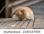 Small photo of Cute Fawn Mini Lop Baby