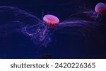 Small photo of underwater photography of a beautiful lion's mane jellyfish cyanea capillata close up