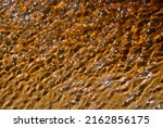 Peat Colored Shallow Water Of...