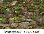 ancient mossy rock wall texture ... | Shutterstock . vector #561735535