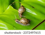 A garden banded snail creeps on a leaf wet after rain. Selective focus.