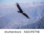 Flying Andean Condor Above The...