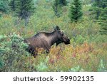 Moose In Denali National Park