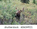 Bull Moose In Denali National...