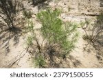 Green prickly bush in the Uzbek steppe, wild plant in the desert