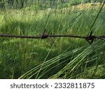 Small photo of A stark contrast unfolds as the sharp barbed wire stands against a backdrop of vibrant green grass. The formidable presence of the wire creates a sense of caution and unease in the peaceful landscape