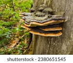 Small photo of In the autumn forest, a parasitic mushroom clings to the weather-beaten embrace of an ancient stump. Nature's cycle of decline and renewal is reflected in this poignant scene of life and time.