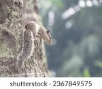 Small photo of A squirrel on a tree in nadia's Karimpur
