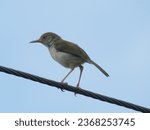 Small photo of A bird setting on a rope in nadia's Karimpur