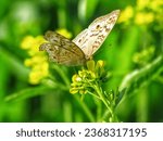 Small photo of A butterfly on the flower in nadia's Karimpur