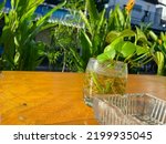 An Aquatic Plants And Glass...