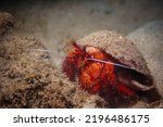 A large orange hermit crab in a coral reef