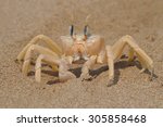 Crab Walking On Sand