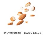 full almond fly on white isolated with clipping path