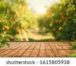 Empty wood table with free space over orange trees, orange field background. For product display montage