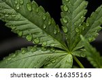Water Droplets On A Cannabis...