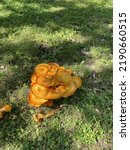 Wild Jack O Lantern Mushrooms 