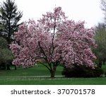 Full Magnolia Tree In Bloom