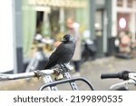 Small photo of Small crow-like bird with a black-grey plumage, a light gray neck and back of the head. Jackdaws have a striking light iris. Furthermore, it has a strong, relatively short dark bill and a fairly