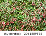 Small photo of Javanese Treebine ,Grape Ivy, is a creeper plant in the family Vitaceae, Cissus genus, is an easy-to-grow, fast-growing creeper that provides sun and shade.popularly used to decorate the house
