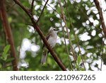 Yellow Vented Bulbul In The...
