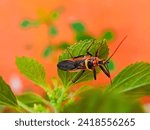 Small photo of Apiomerus is a genus of conspicuous, brightly colored assassin bugs belonging to the family Reduviidae