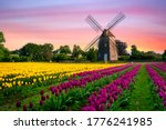 windmill in beautiful color tulips field 