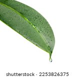 Small photo of A green leaf of a plant with drops of water. A drop of water drips from the tip of the leaf. Isolated. Close-up on a white background. Macro nature. Copy space