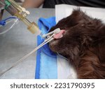 The cat sleeps under anesthesia with an endotracheal tube in the mouth during the operation. The cat has a pulse oximeter on its tongue. The concept of a cat in anesthesia.