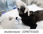 Small photo of Intubating the cat on the table ready to begin the operation under gas anesthesia. The veterinary anesthesiologist placed the cat's endotracheal tube before the major surgery began.