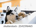 Small photo of Curious dogs leaning on dog daycare counter