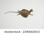 Small photo of Flying dragon or flying lizard Draco volans isolated on white background