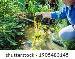 woman is cleaning garden pond from green algae