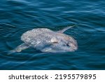 Ocean Sunfish (Mola mola) off the coast of Washington