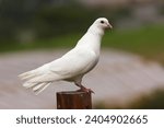 Small photo of Dove Bird, White Dove standing on a tree trunk