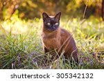 Brown Burmese Cat In The Garden