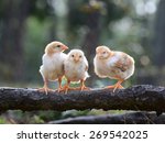 Three Young Chickens