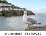 Seagull Staring At Camera In...