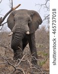 Small photo of Elephant pulling down tree branches for a snack. Naledi safari in Greater Kruger National Park