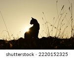The black cat and sunset