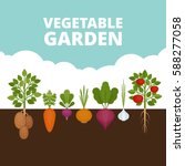 vegetable garden banner.... | Shutterstock .eps vector #588277058