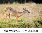 Wild South Texas Whitetail Deer ...