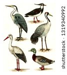 Lapwing  Heron  Crane  Stork ...